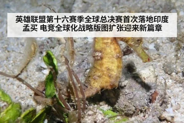 英雄联盟第十六赛季全球总决赛首次落地印度孟买 电竞全球化战略版图扩张迎来新篇章